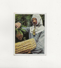 50/571 SAMMELBILD  - ALTE