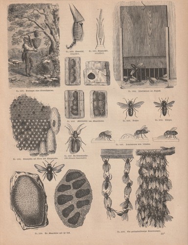 Bienen bienenzucht imkerei - bienen,