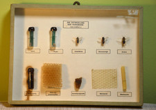 Schulmodell Schaukasten