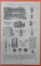 Biene  Bienenzucht Imkerei