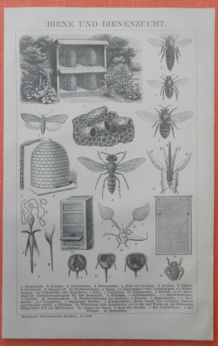 Biene bienenzucht imkerei - biene,