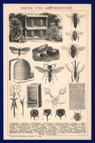 Druck anno 1896 bienenzucht - anno,