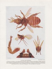 Biene unterm Mikroskop